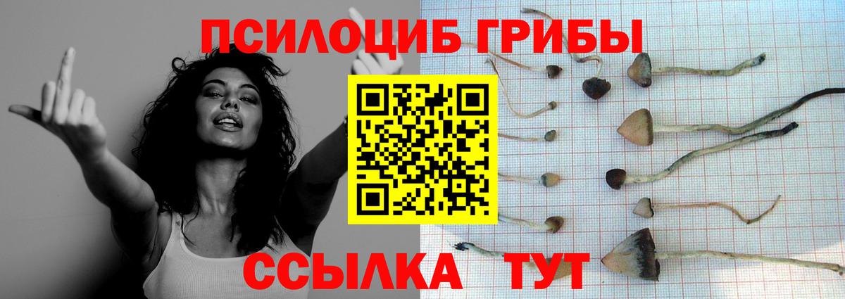 Псилоцибиновые грибы Psilocybine cubensis  Вход с VPN  Чехов 